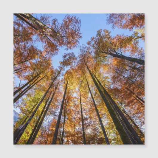 日に焼けた秋の木 (正面)