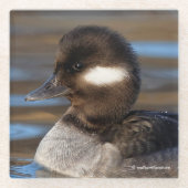 日に照った海に浮かぶ可愛らしい小柄なバッファヘッドアヒル ガラスコースター (正面)