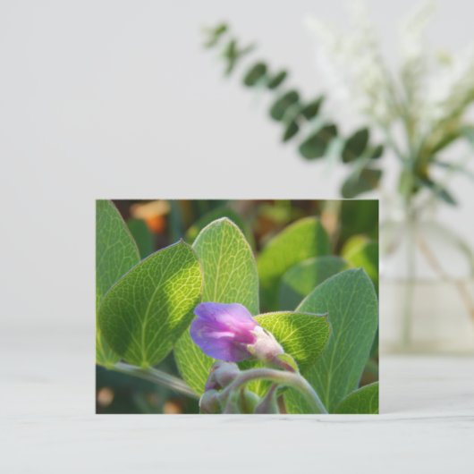 日に照った ポストカード (スタンド正面)