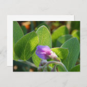 日に照った ポストカード (正面/裏面)