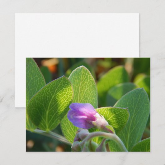 日に照った ポストカード (正面/裏面)