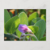 日に照った ポストカード (正面)