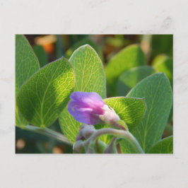 日に照った ポストカード