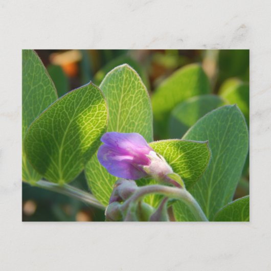 日に照った ポストカード (正面)