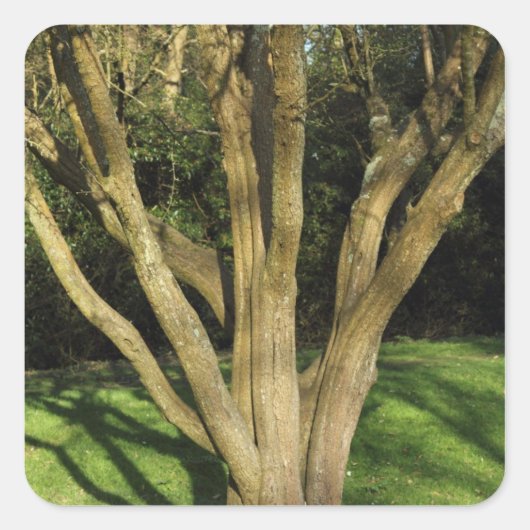 日に照らされた木 スクエアシール (正面)