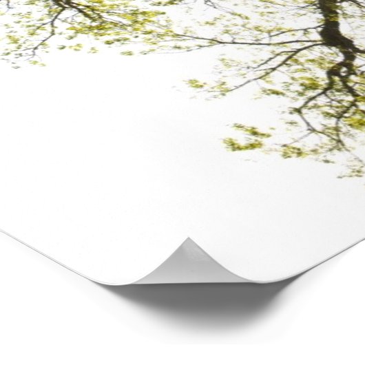 日に照らされた木 ポスター (角)