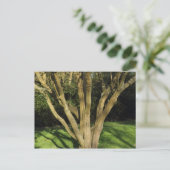 日に照らされた木 ポストカード (スタンド正面)
