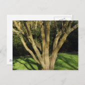 日に照らされた木 ポストカード (正面/裏面)