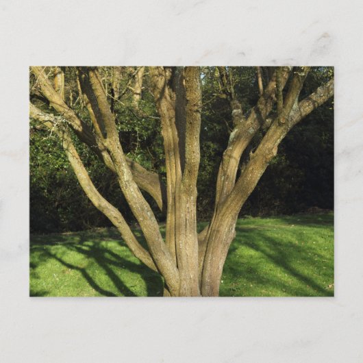 日に照らされた木 ポストカード (正面)
