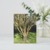 日に照らされた木 ポストカード (スタンド正面)