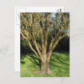 日に照らされた木 ポストカード (正面/裏面)