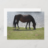 日に照らされた湖の前で馬が放牧 ポストカード (正面/裏面)