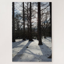 日の光と雪の中の冬の木