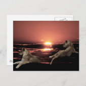 日の入り時に休むアフリカのライオン ポストカード (正面/裏面)