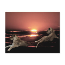 日の入り時に休むアフリカのライオン