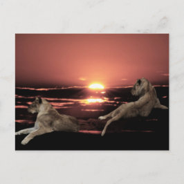 日の入り時に休むアフリカのライオン ポストカード
