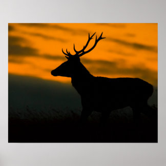 日の入り時のアカシカ雄のシルエット Wildlife Photog ポスター