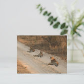 日の出での未舗装の道路に3つのチーズ – はがき (スタンド正面)