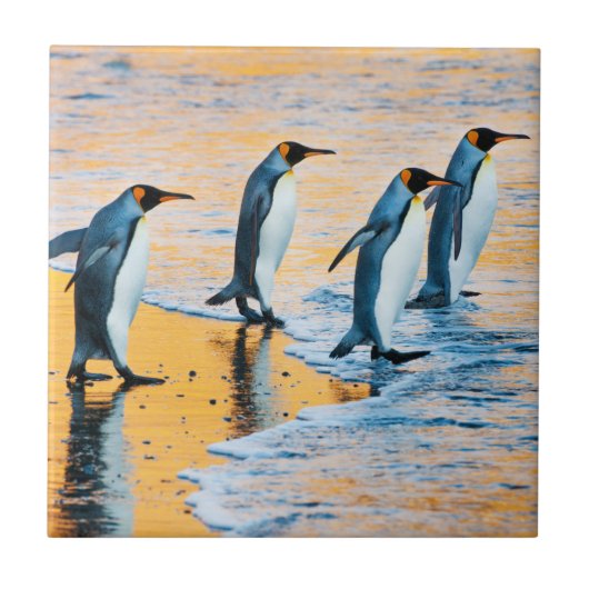 日の出のキングペンギン-タイル タイル (正面)