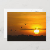 日の出のハクチョウ ポストカード (正面/裏面)