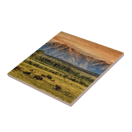 日の出のバイソン タイル (側面)