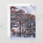 日の出の冬に雪の松の背の高い写真 ポストカード (正面/裏面)