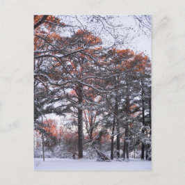 日の出の冬に雪の松の背の高い写真 ポストカード