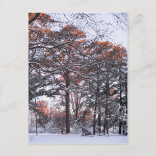 日の出の冬に雪の松の背の高い写真 ポストカード