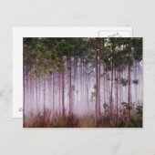 日の出の松の間の霧エバーグレーズ ポストカード (正面/裏面)