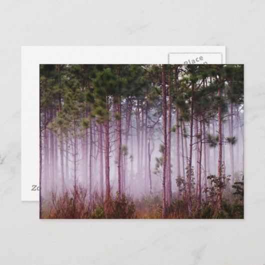 日の出の松の間の霧エバーグレーズ ポストカード (正面/裏面)