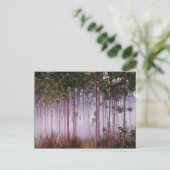 日の出の松の間の霧エバーグレーズ ポストカード (スタンド正面)