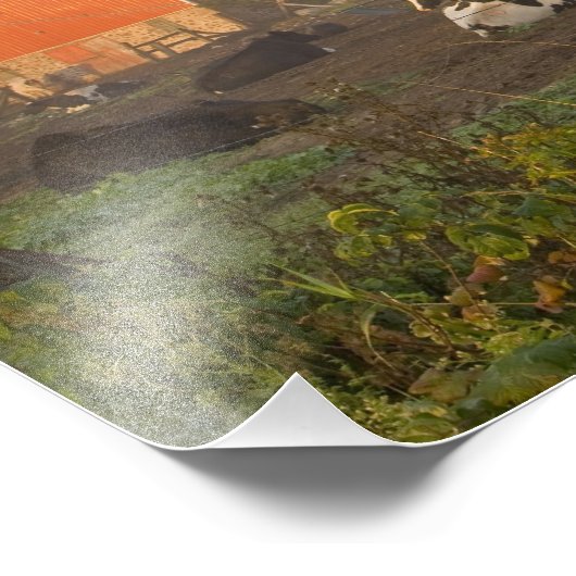 日の出の納屋の外のホルスタイン乳牛 フォトプリント (角)