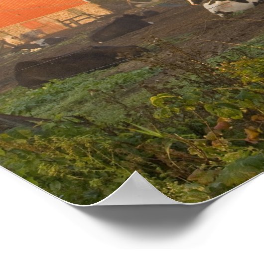 日の出の納屋の外のホルスタイン乳牛 ポスター (角)