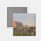 日の出の納屋の外のホルスタイン乳牛 マグネット (正面/裏面)