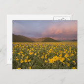 日の出の素晴らしい野草地 ポストカード (正面/裏面)