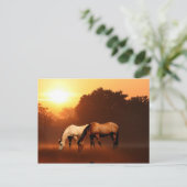 日の出の馬 ポストカード (スタンド正面)