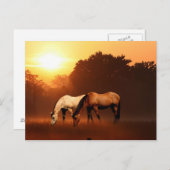 日の出の馬 ポストカード (正面/裏面)