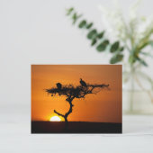 日の出はケニアのマサイマラ ポストカード (スタンド正面)