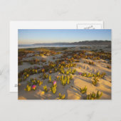 日の出は砂丘や海のイチジクを照らす ポストカード (正面/裏面)