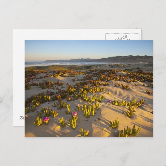 日の出は砂丘や海のイチジクを照らす ポストカード (正面/裏面)