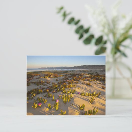 日の出は砂丘や海のイチジクを照らす ポストカード (スタンド正面)