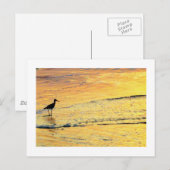 日の出を見るために海鳥が出る ポストカード (正面/裏面)