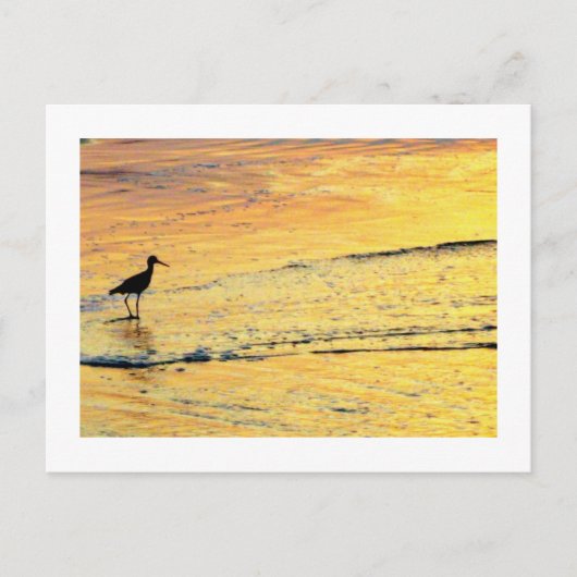 日の出を見るために海鳥が出る ポストカード (正面)