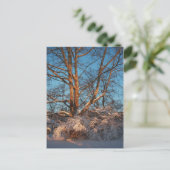 日の出・雪・シカモア ポストカード (スタンド正面)