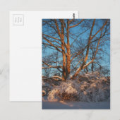 日の出・雪・シカモア ポストカード (正面/裏面)