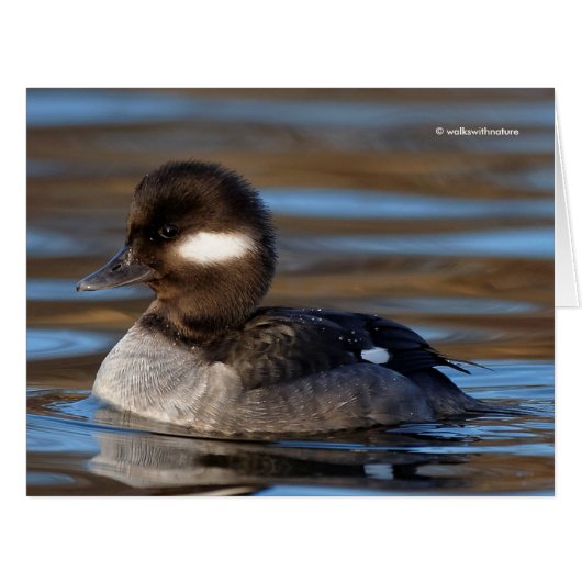 日の照った海にかわいいバッファヘッドアヒル (正面横)