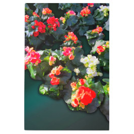 日カラフル光の中で咲く花 メタルプリント