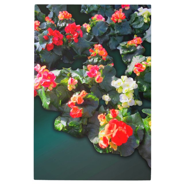 日カラフル光の中で咲く花 メタルプリント (正面)