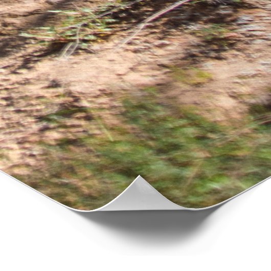 日中は山の裸木 ポスター (角)