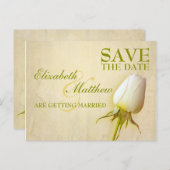 日付はがきホワイトローズ独身のバドの保存 案内ポストカード (正面/裏面)